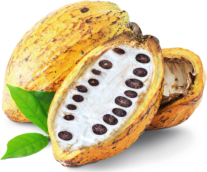 Fresh Cacao Podswith Beans.png PNG Image