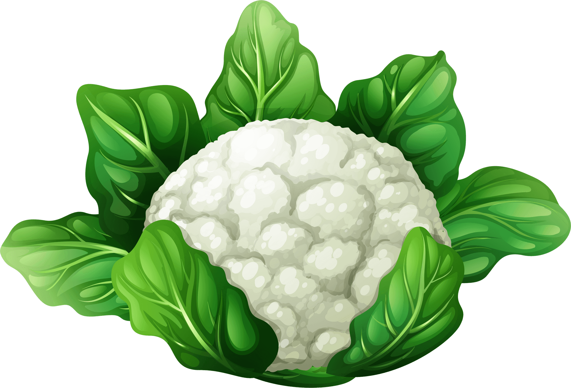 Fresh Cauliflower Illustration PNG Image