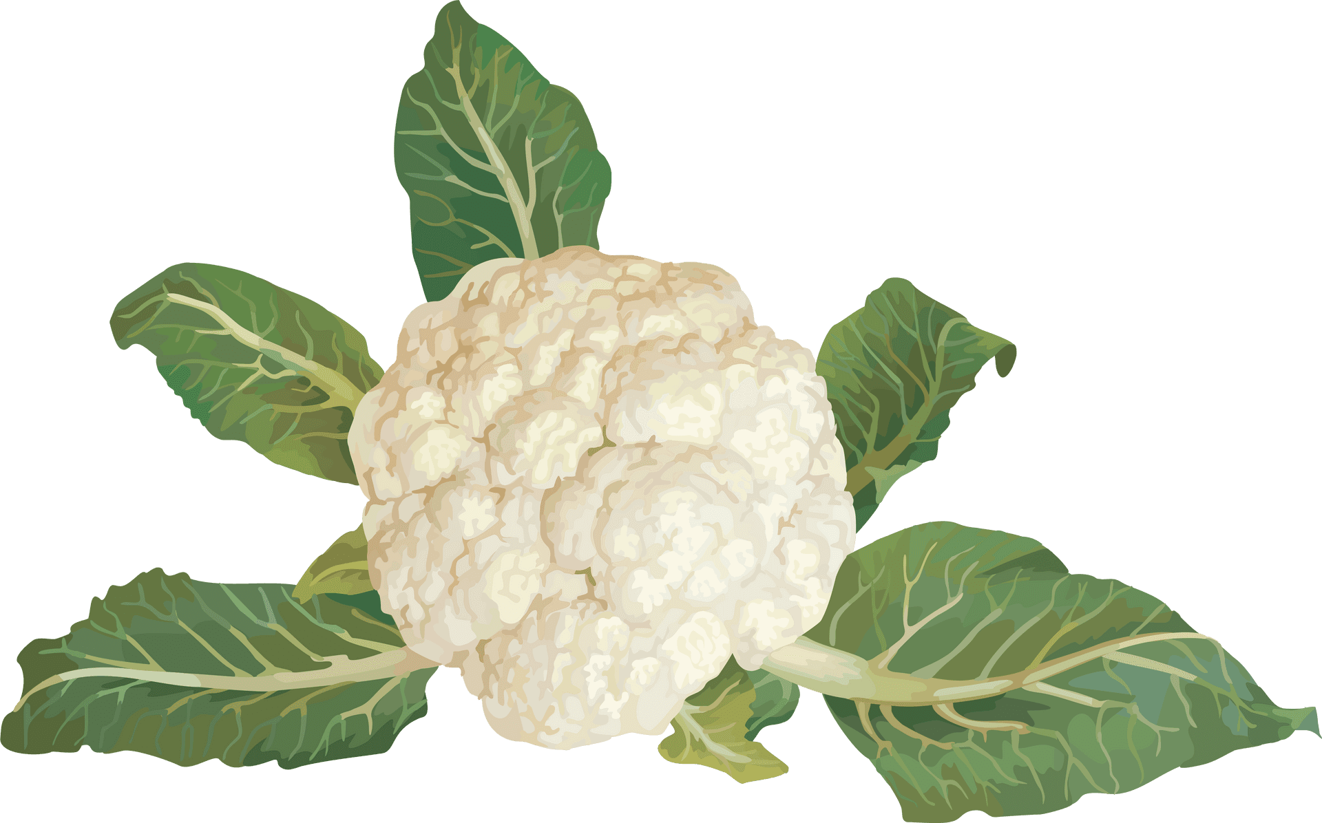 Fresh Cauliflower With Leaves PNG Image