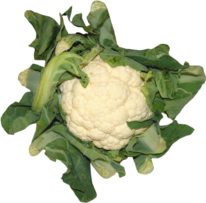 Fresh Cauliflowerwith Green Leaves PNG Image