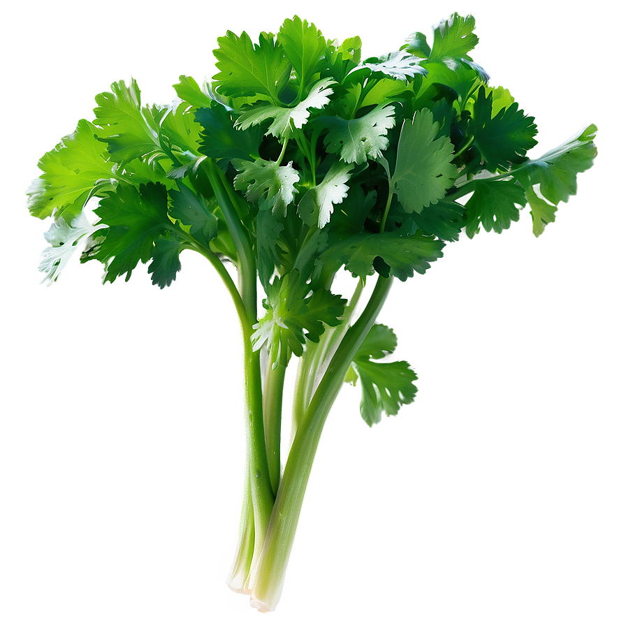 Fresh Cilantro Png Nho30 PNG Image