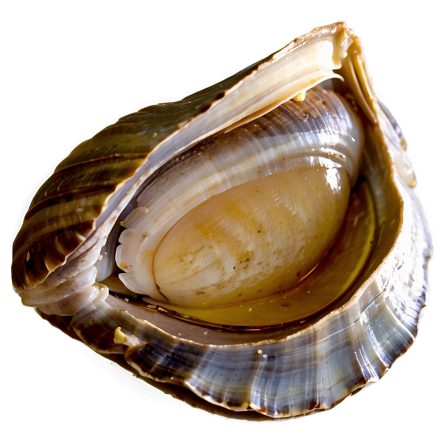 Fresh Clam Png Vtc20 PNG Image