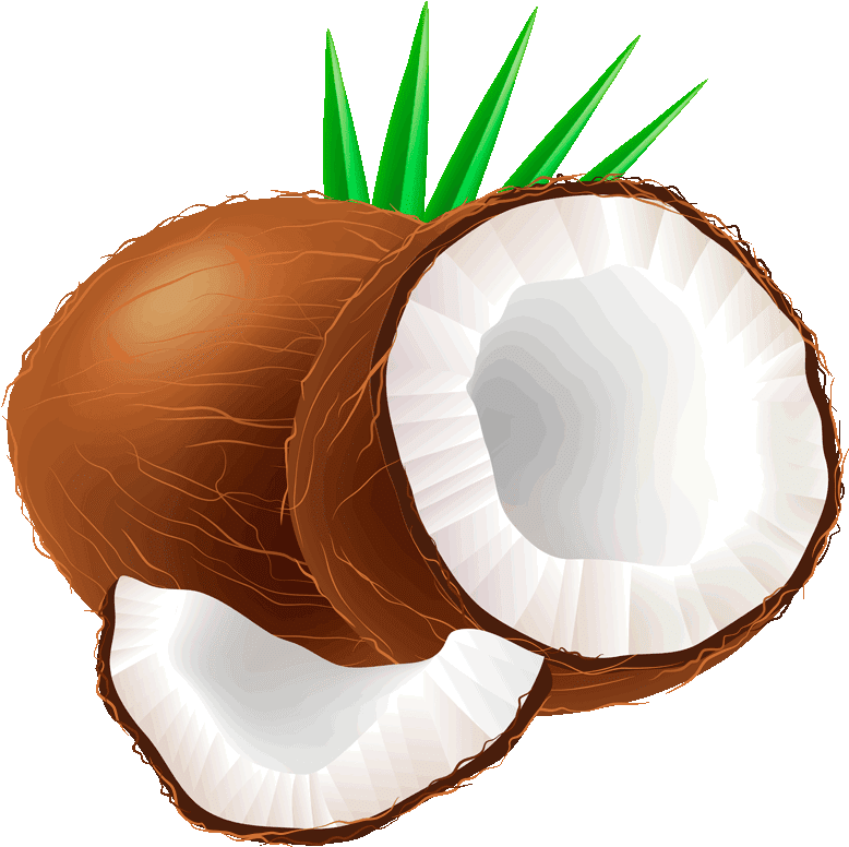 Fresh Coconut Half Illustration PNG Image