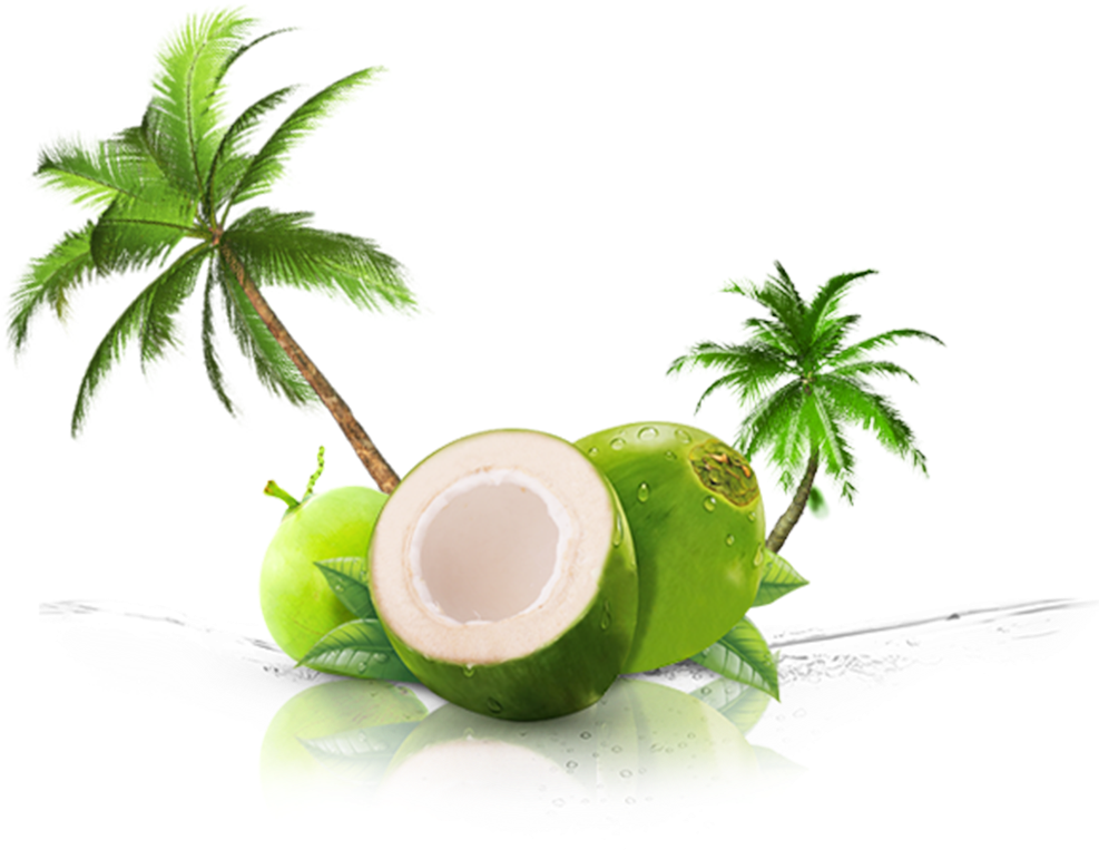 Fresh Coconutwith Palm Trees PNG Image