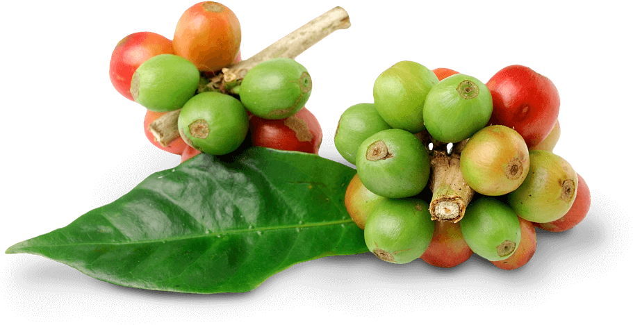 Fresh Coffee Cherrieson Leaf PNG Image