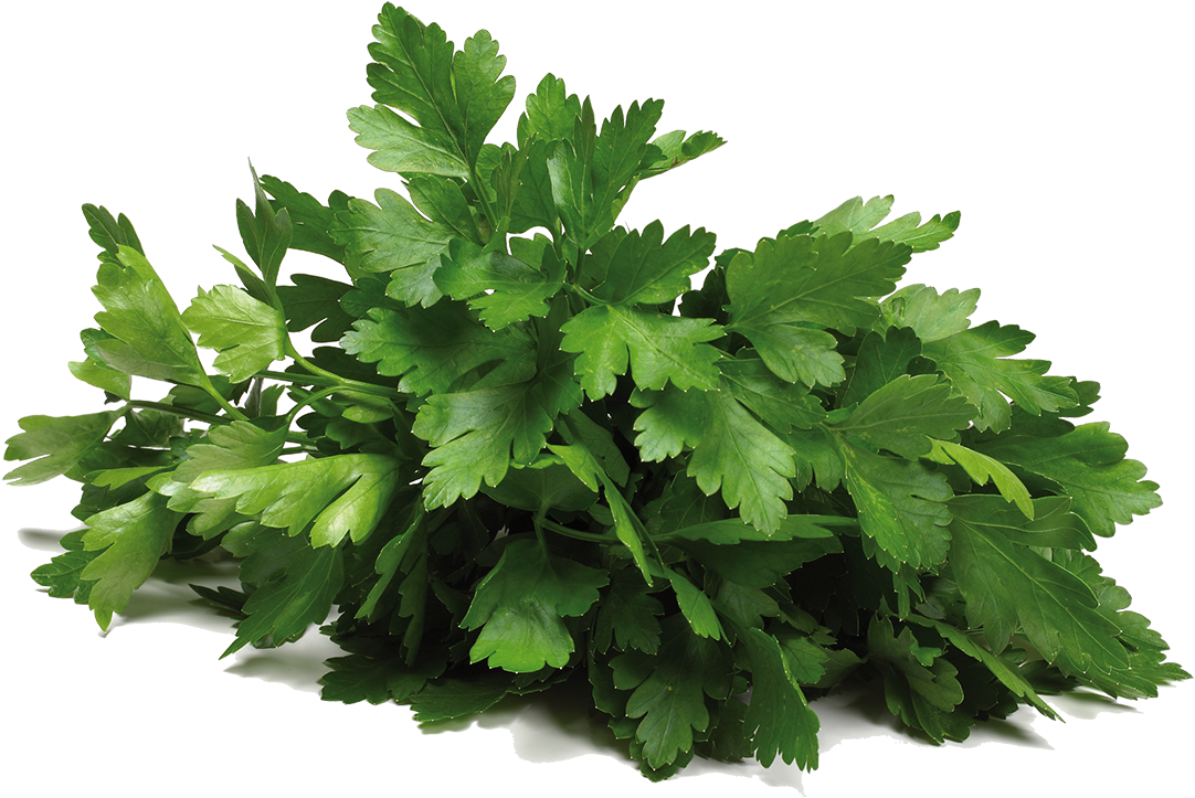 Fresh Coriander Bunch.png PNG Image