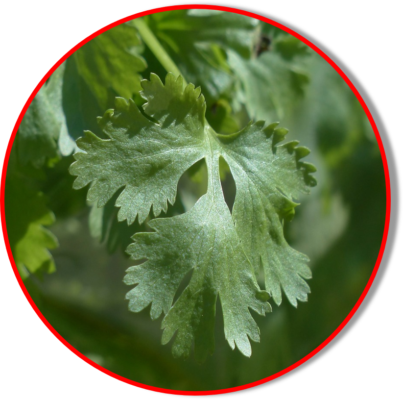 Fresh Coriander Leaf Closeup PNG Image