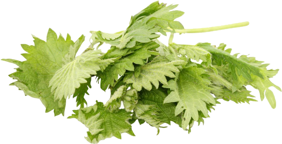 Fresh Coriander Leaves Isolated PNG Image