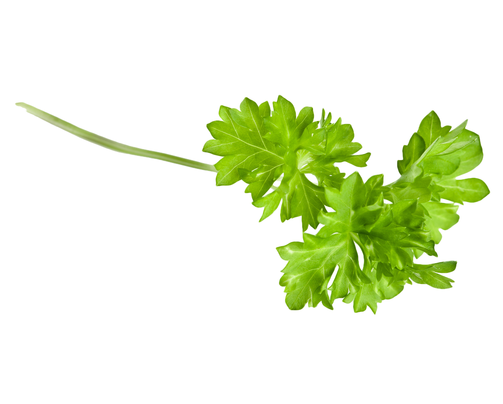 Fresh Coriander Leaves Isolated.png PNG Image