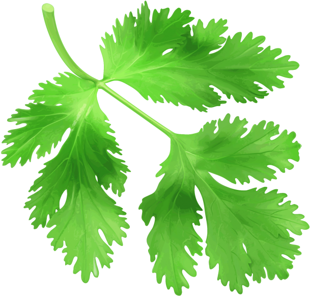 Fresh Coriander Leaves.png PNG Image