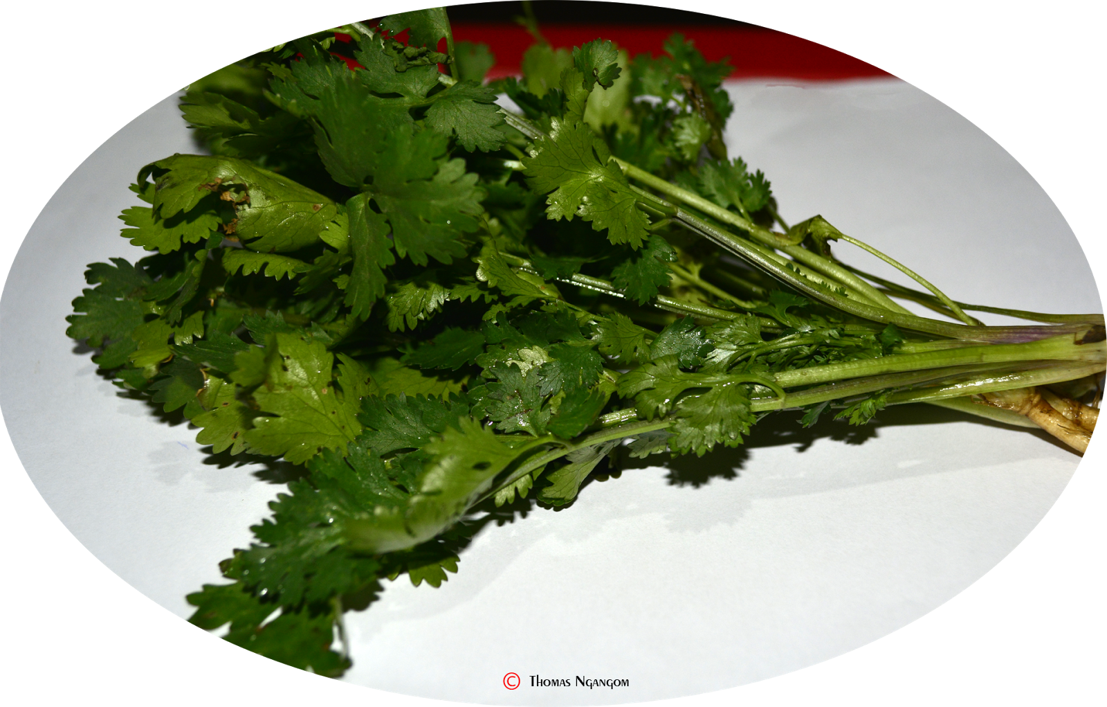 Fresh Coriander Leaveson Plate PNG Image