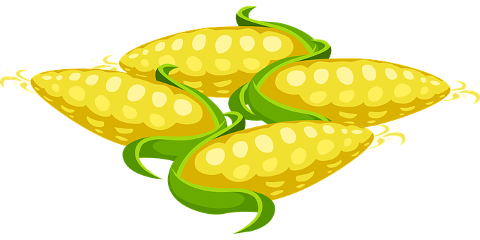 Fresh Corn Cobs Illustration PNG Image