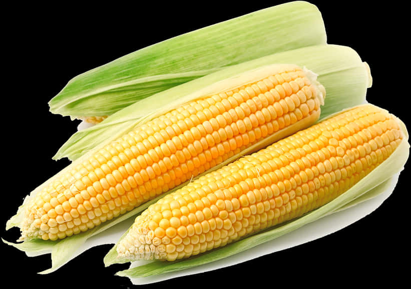 Fresh Corn Cobson Black Background.jpg PNG Image