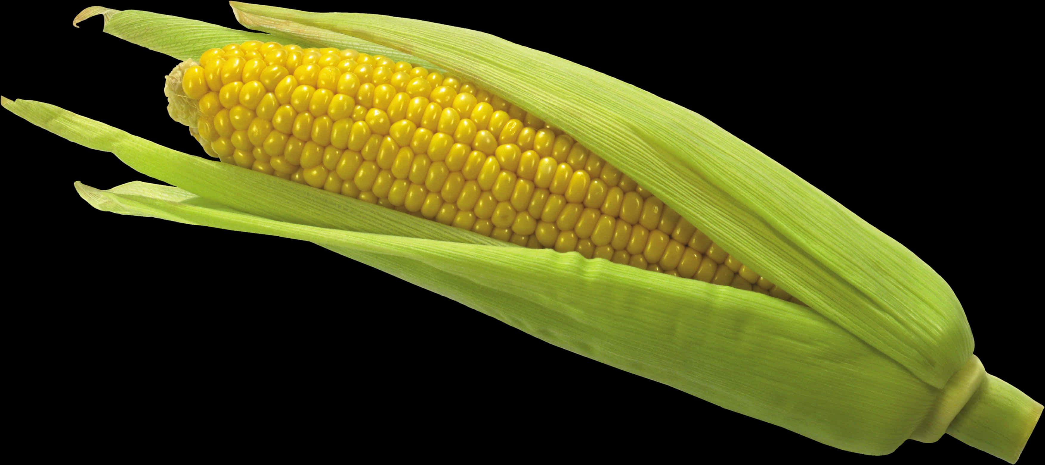 Fresh Corn Cobwith Husk PNG Image