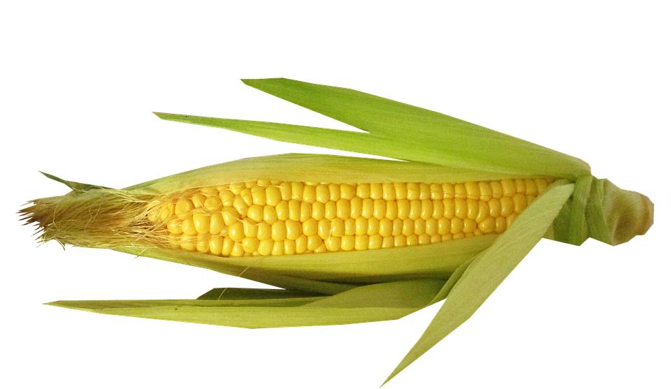 Fresh Corn Cobwith Husk PNG Image