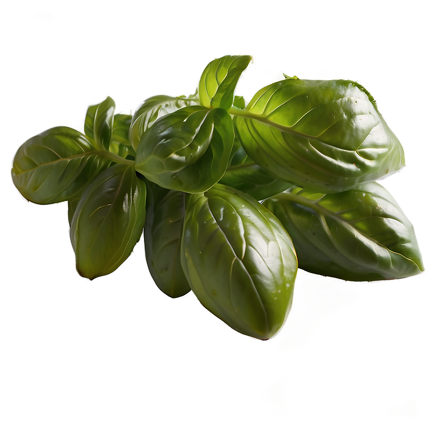 Fresh Cut Basil Png 8 PNG Image