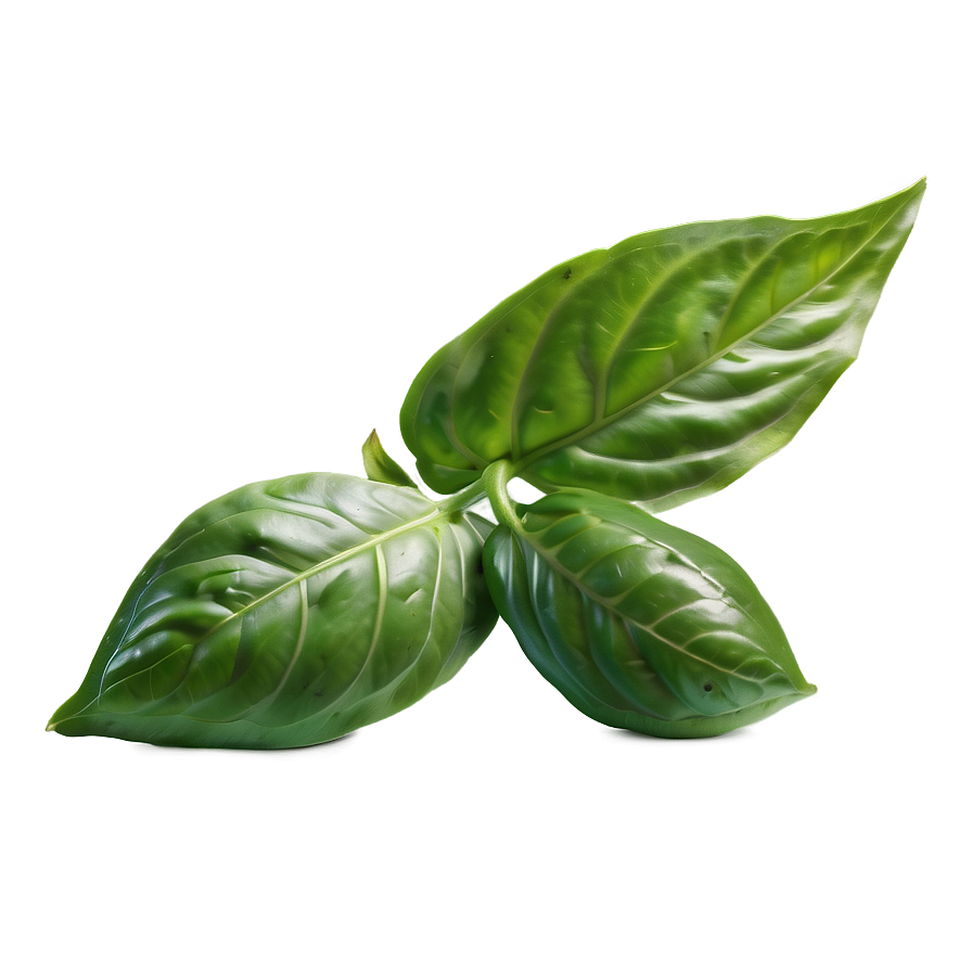 Fresh Cut Basil Png Fms79 PNG Image