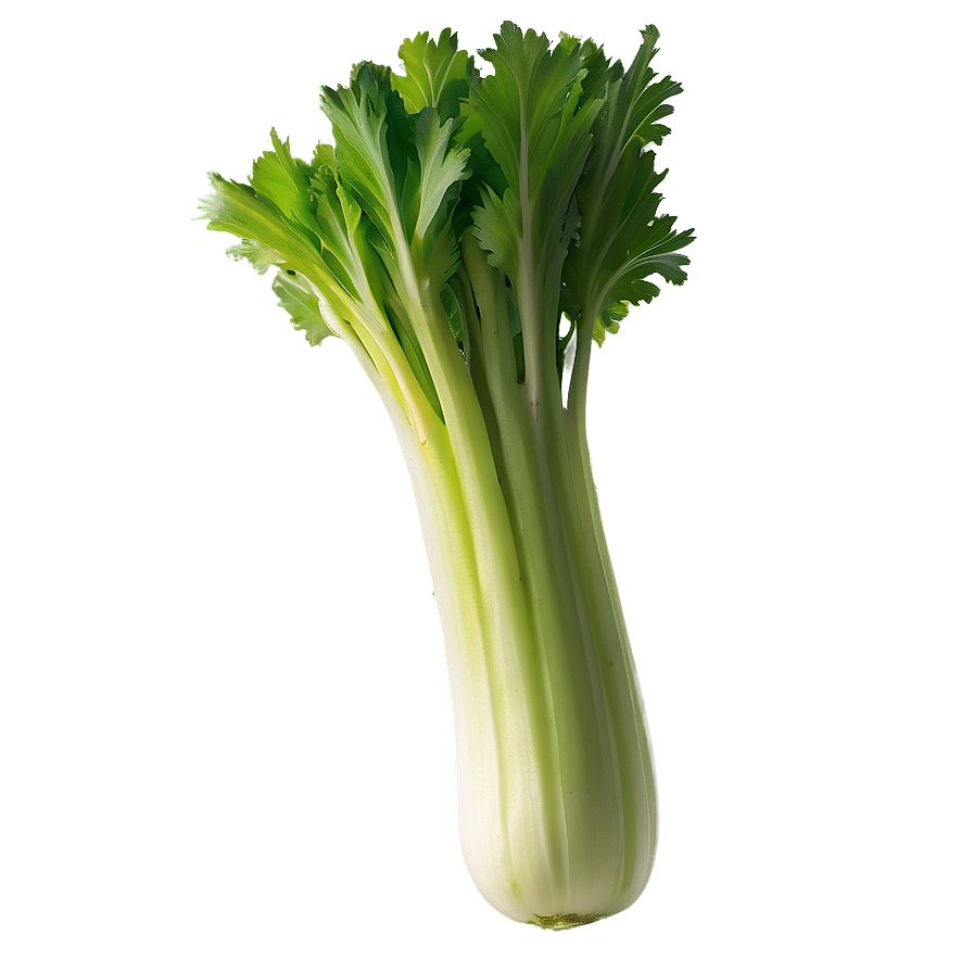 Fresh Cut Celery Png 06252024 PNG Image