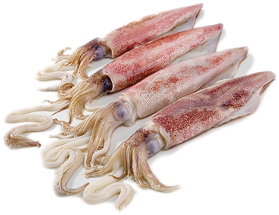 Fresh Cuttlefish Seafood Display PNG Image