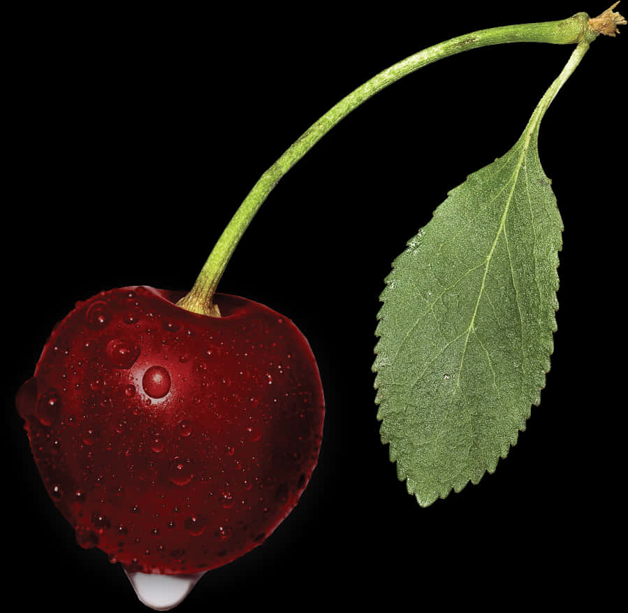 Fresh Dewy Cherry With Leaf PNG Image