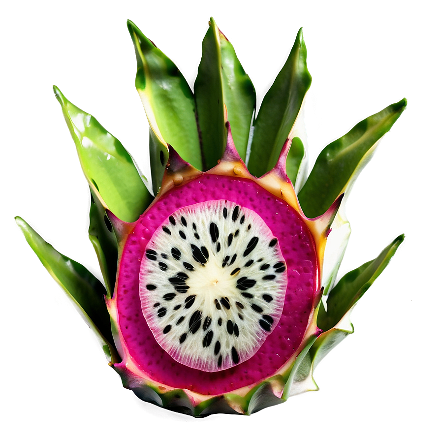 Fresh Dragonfruit Slice Png Yhw PNG Image