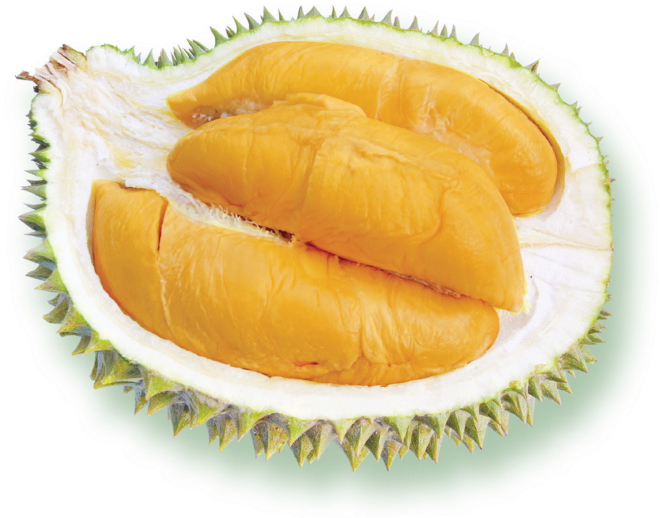 Fresh Durian Fruit Segment PNG Image