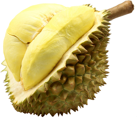 Fresh Durian Fruit Segment.png PNG Image