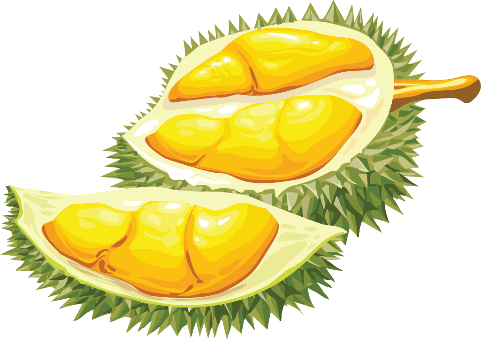 Fresh Durian Fruit Segments Illustration PNG Image