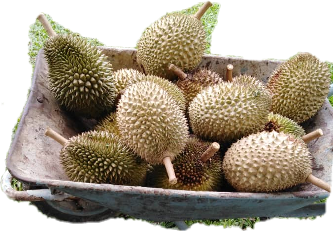 Fresh Durian Fruitsin Basket PNG Image