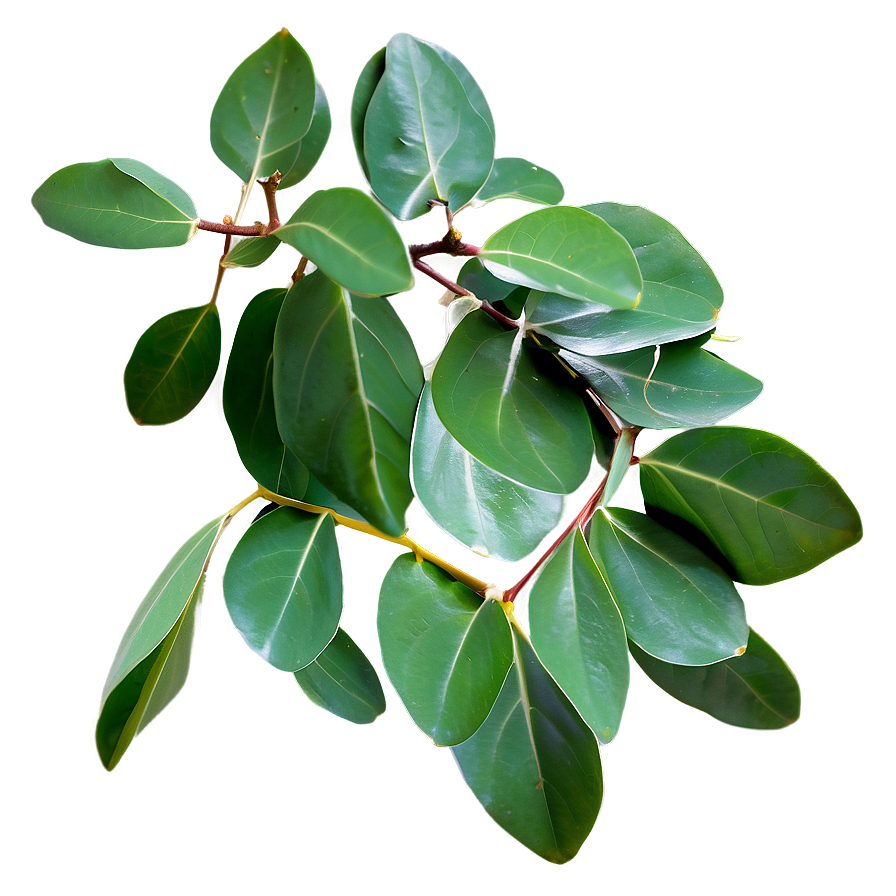 Fresh Eucalyptus Leaves Png Sll83 PNG Image