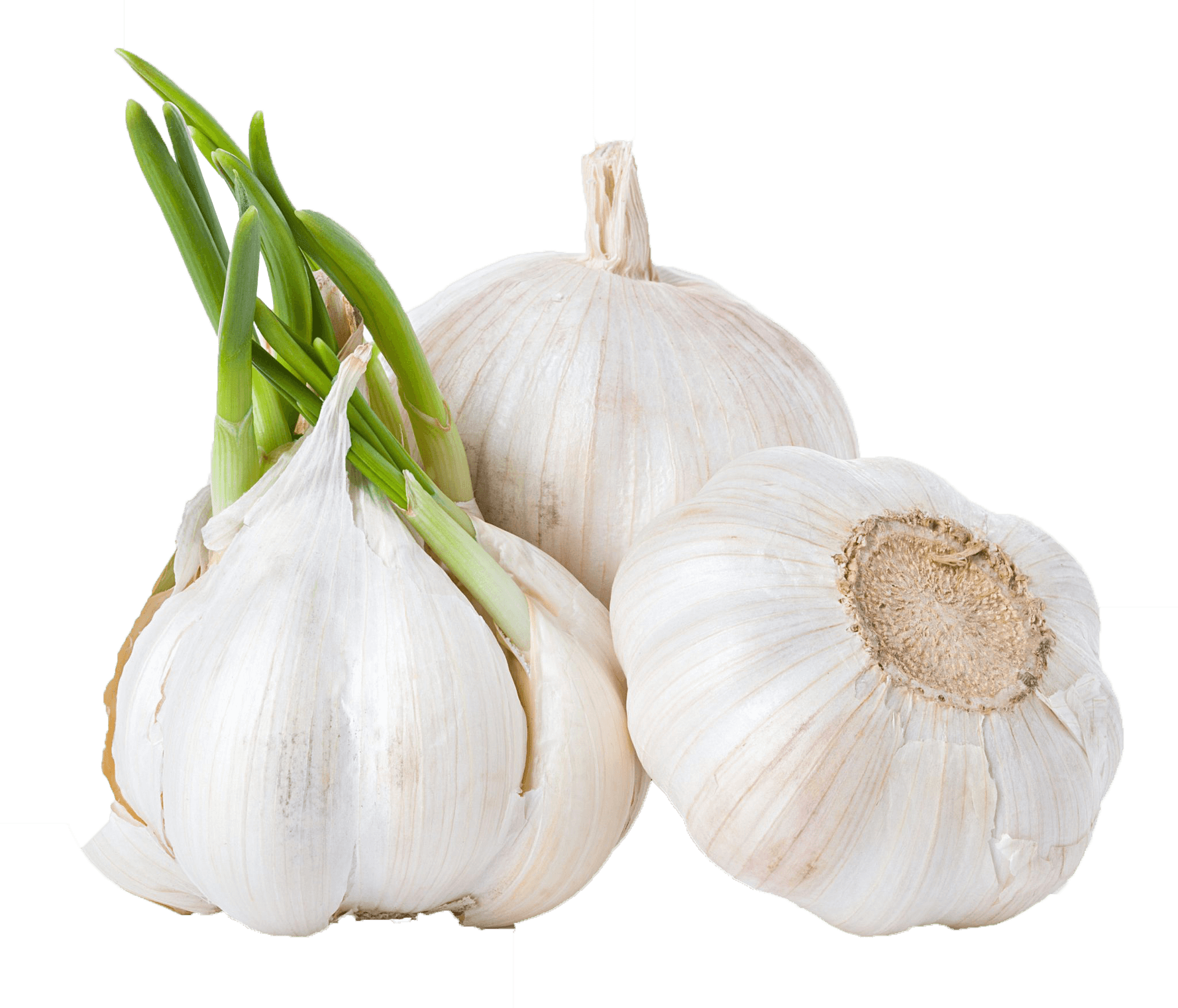 Fresh Garlic Bulbswith Green Sprouts.png PNG Image