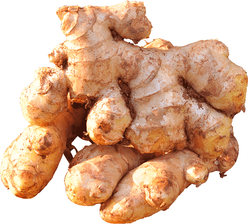 Fresh Ginger Root Cluster.png PNG Image