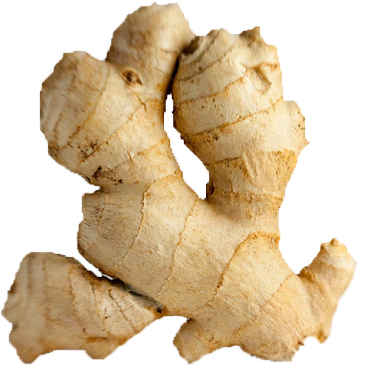 Fresh Ginger Root Isolated PNG Image