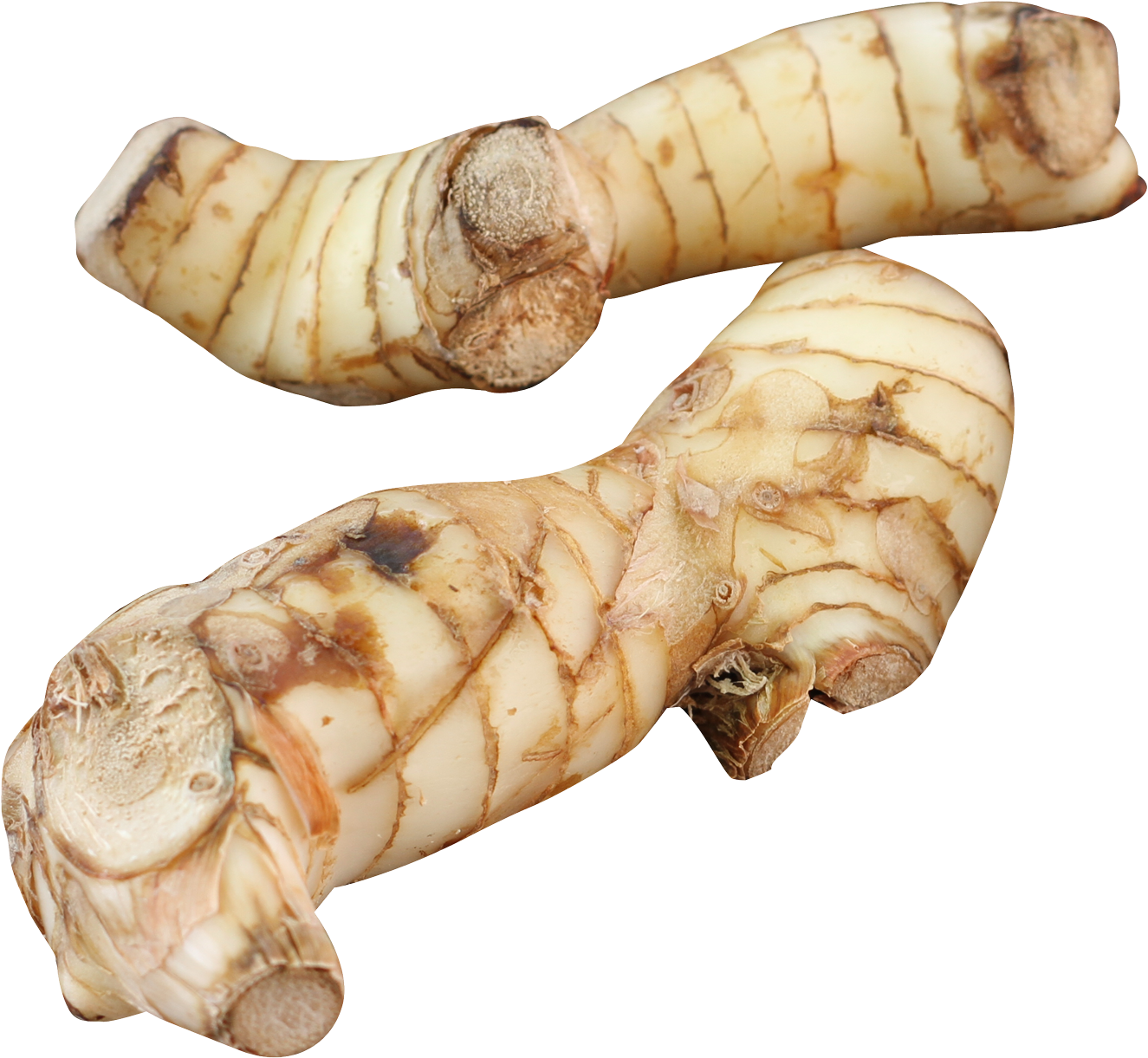 Fresh Ginger Roots Isolated PNG Image