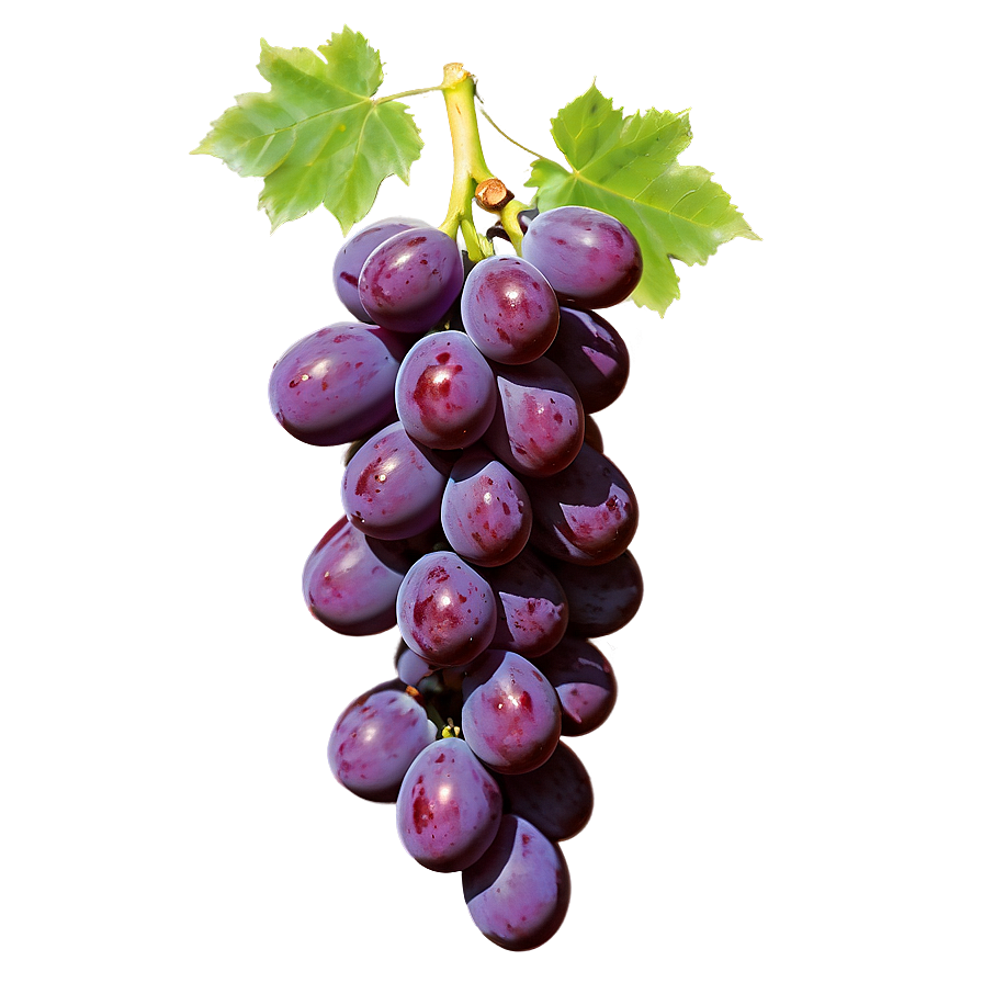 Fresh Grape Cluster Png Sce98 PNG Image