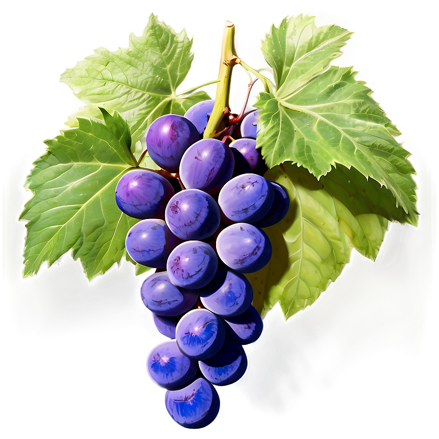 Fresh Grape Cluster Png Vew41 PNG Image