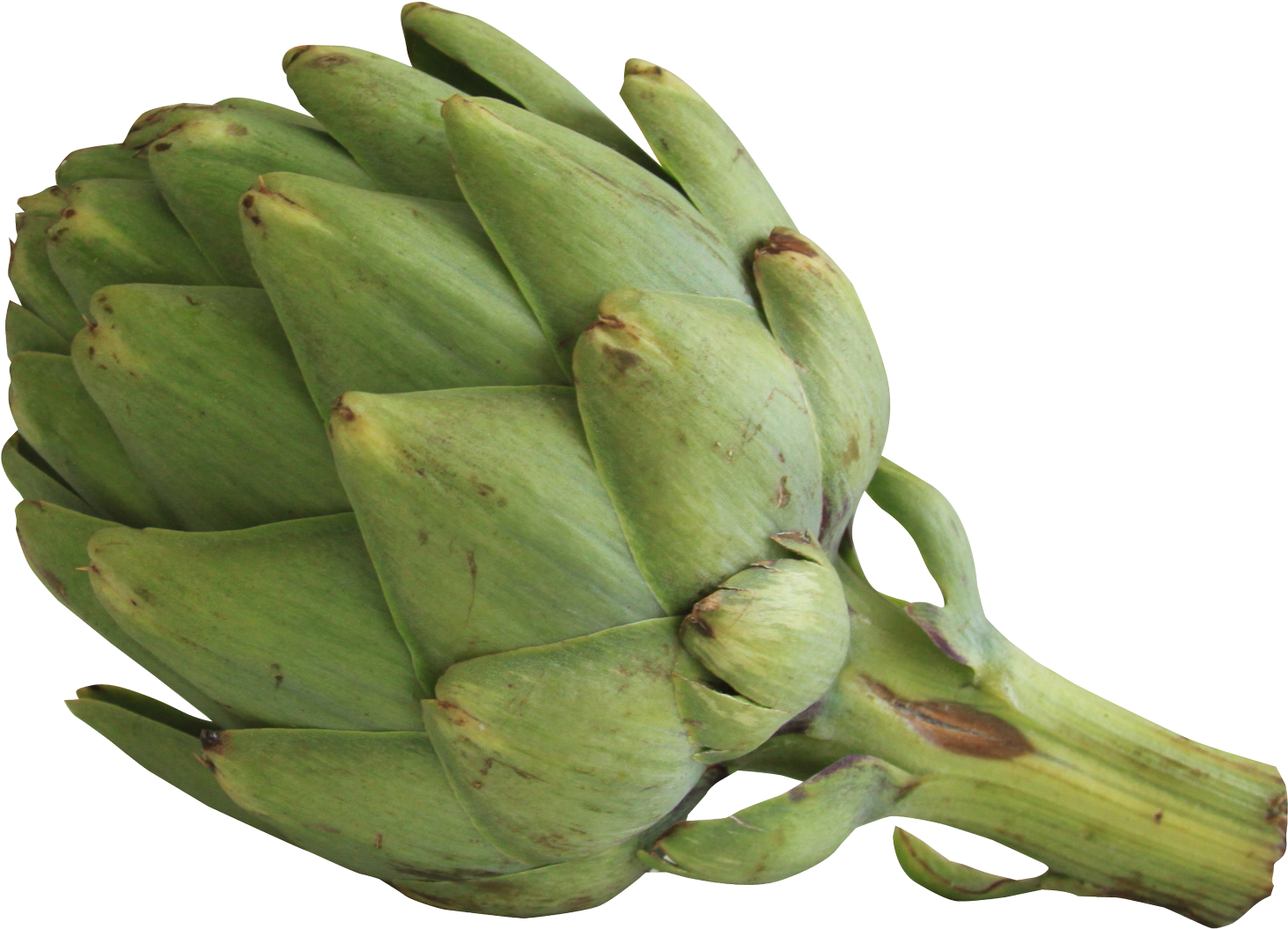 Fresh Green Artichoke.png PNG Image