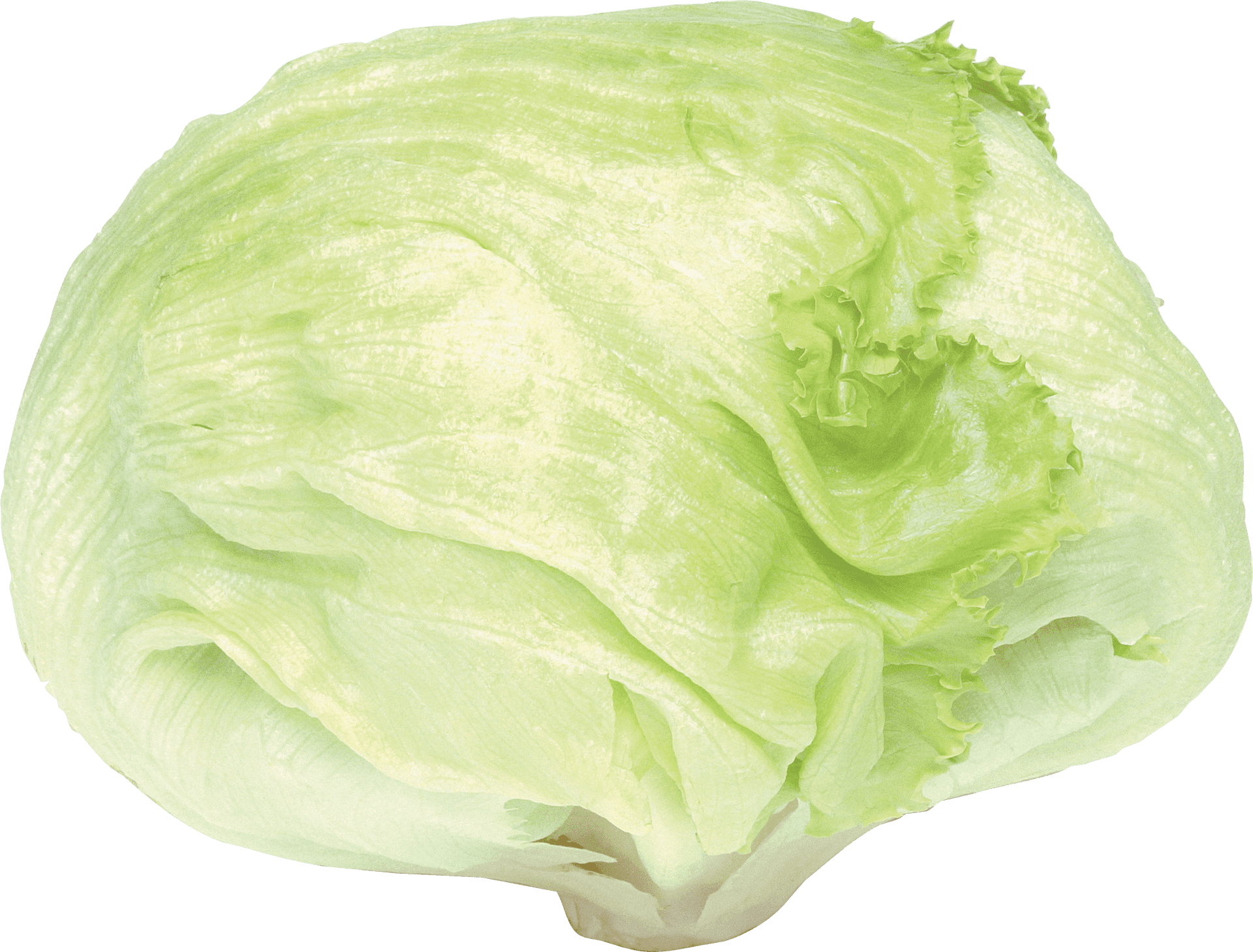 Fresh Green Cabbage PNG Image