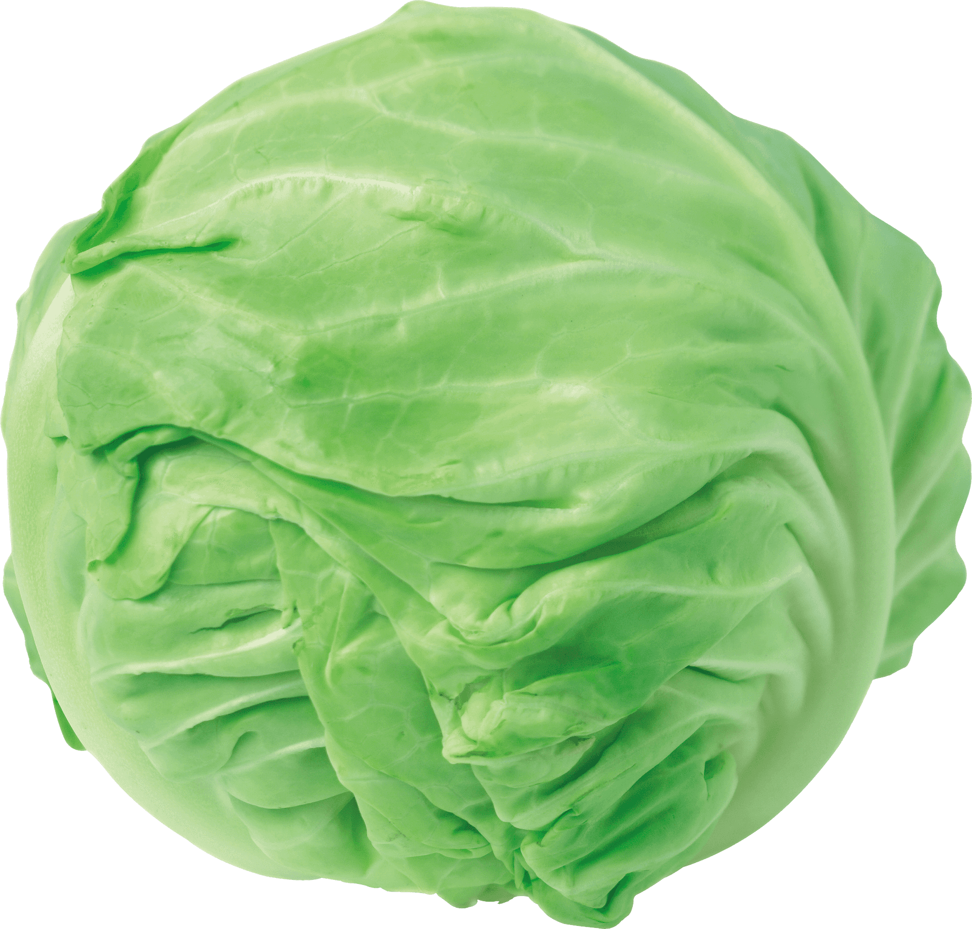 Fresh Green Cabbage PNG Image