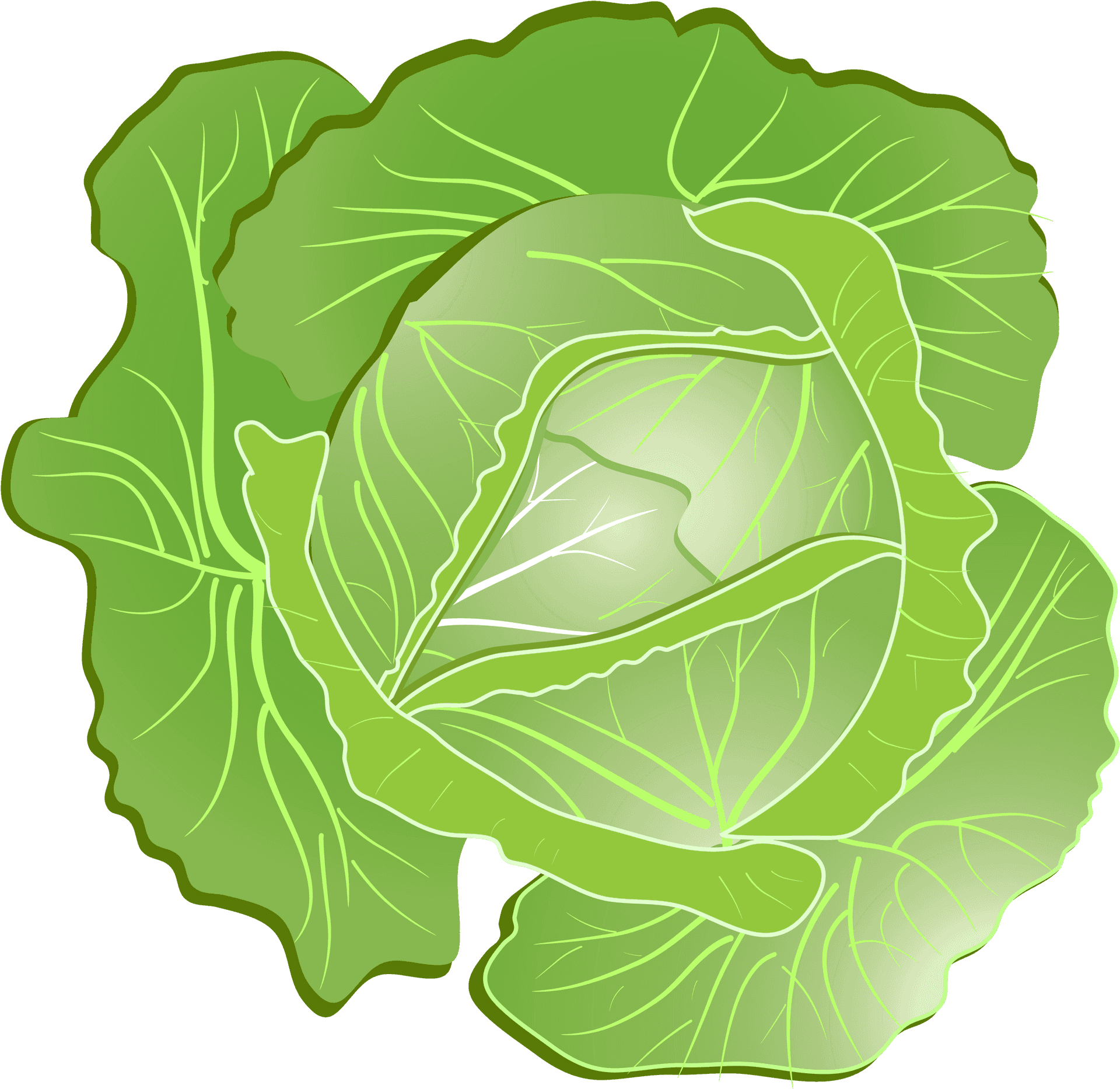 Fresh Green Cabbage Illustration.png PNG Image