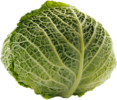 Fresh Green Cabbage Isolated PNG Image