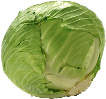 Fresh Green Cabbage Isolated PNG Image