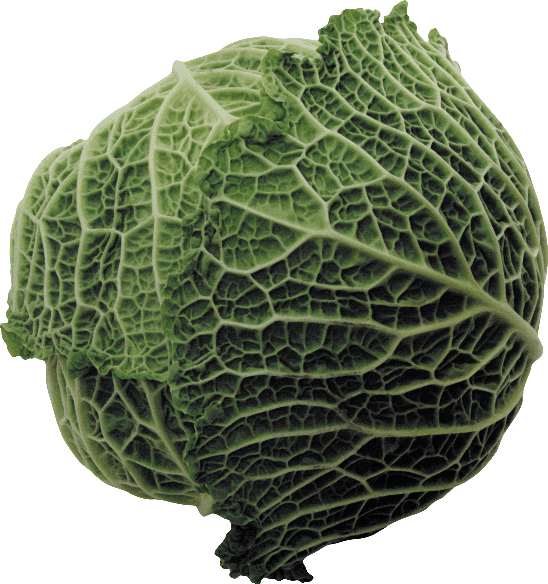 Fresh Green Cabbage PNG Image