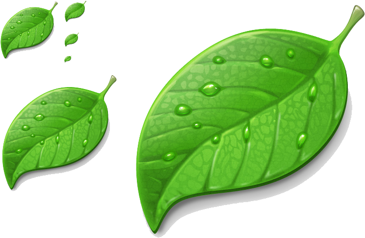 Fresh Green Leaveswith Water Droplets PNG Image