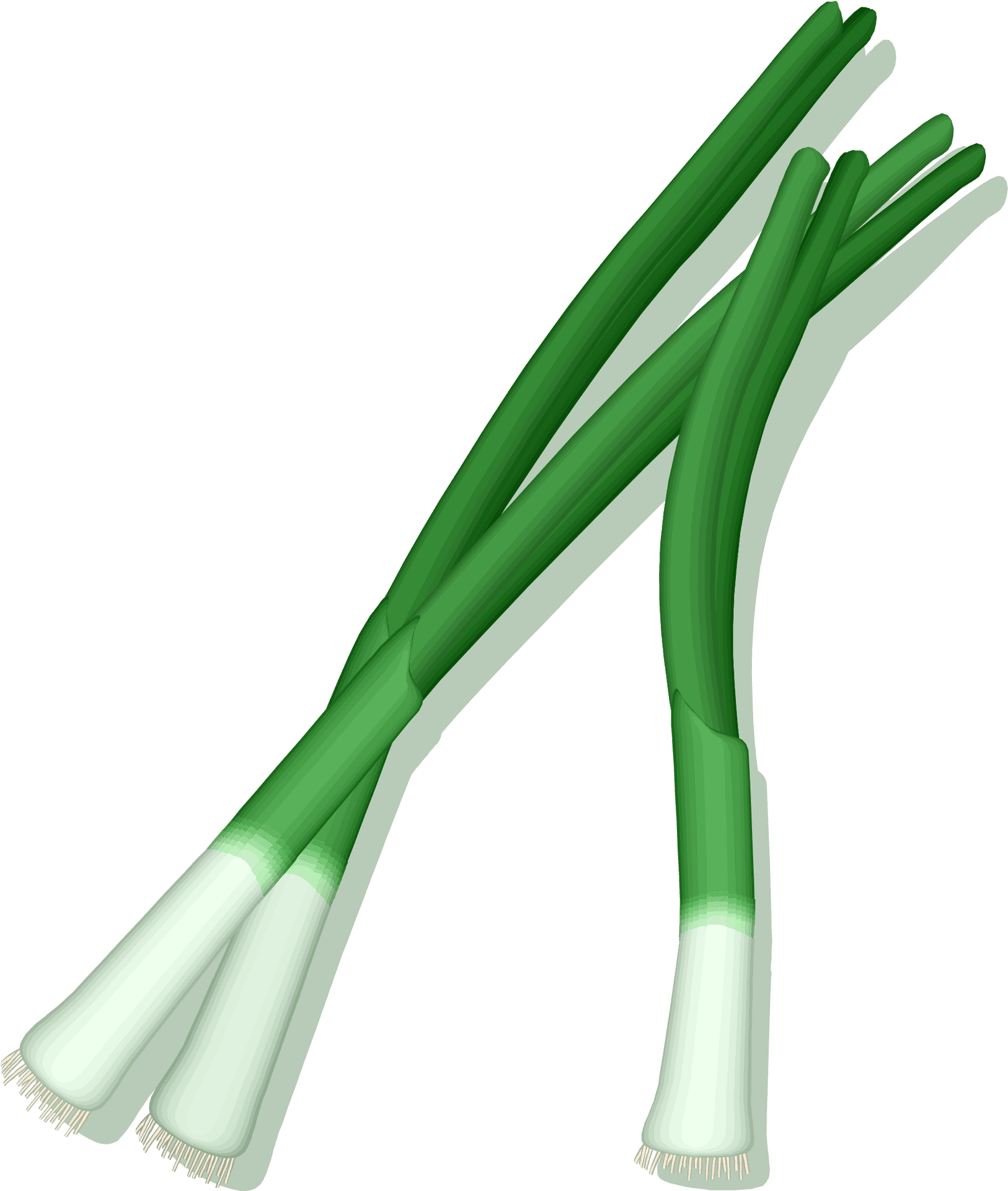 Fresh Green Leeks Illustration.png PNG Image