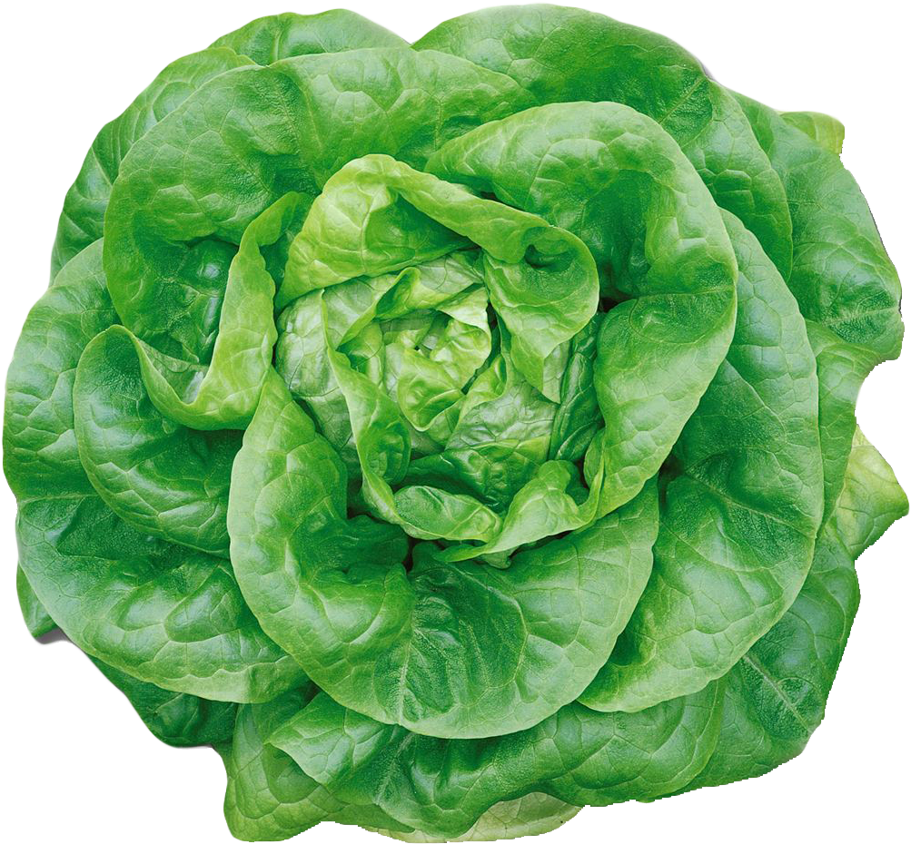 Fresh Green Lettuce Head PNG Image