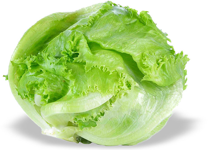 Fresh Green Lettuce Isolated PNG Image