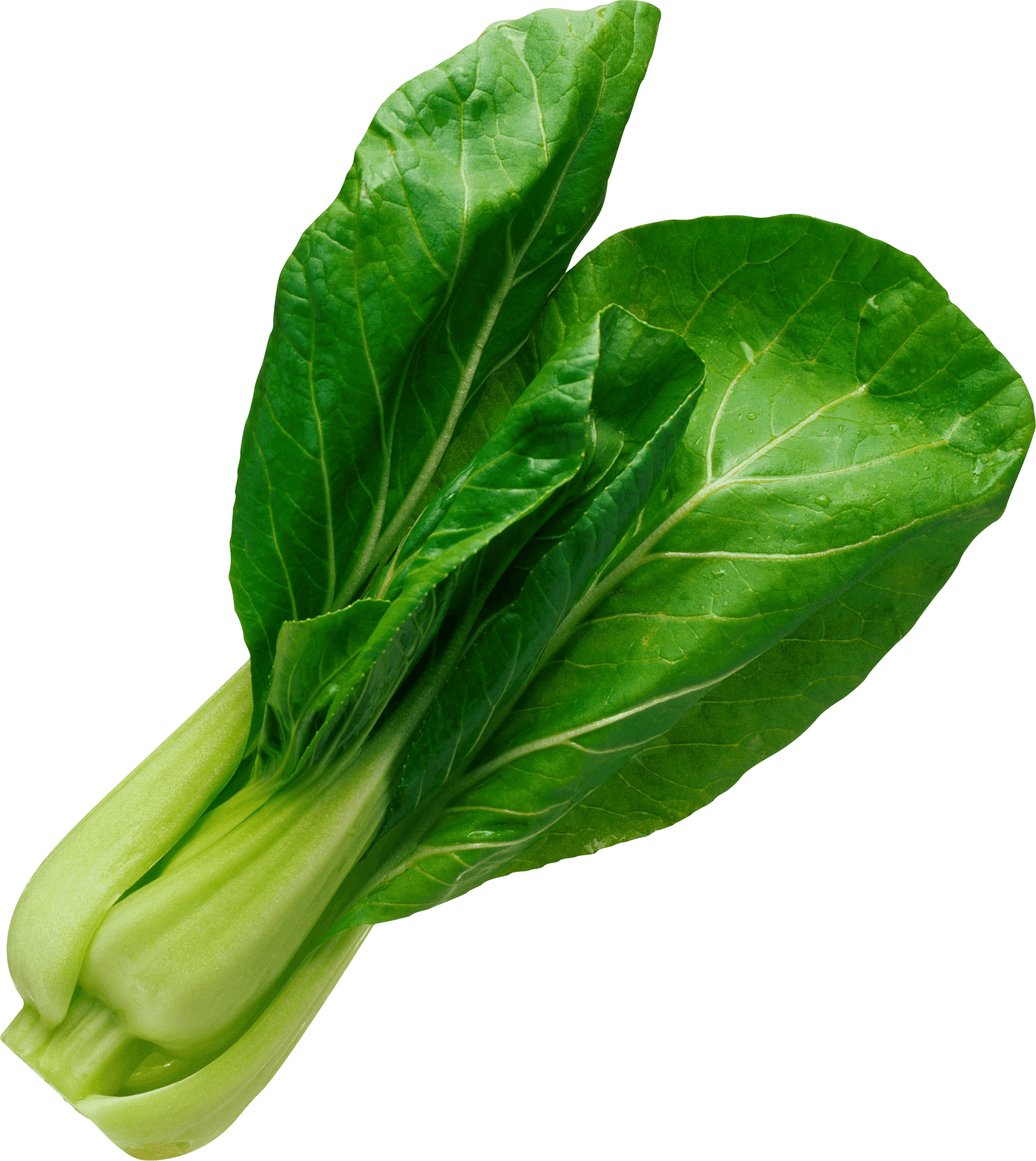 Fresh Green Lettuce Leaves PNG Image