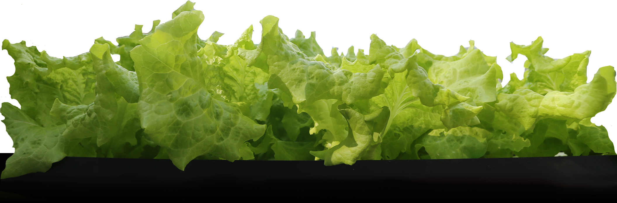 Fresh Green Lettuce Leaves PNG Image