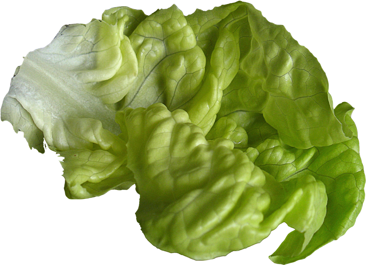 Fresh Green Lettuce Leaves PNG Image